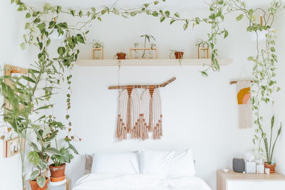 מה הקשר בין צמחים לשינה טובה? 