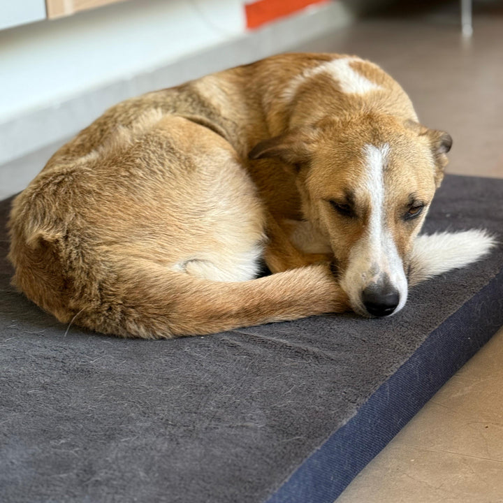 מזרן פנדה לכלבים