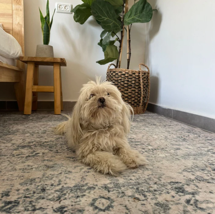 ידידותי לבעלי חיים