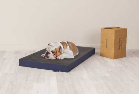 הפינוק המושלם לכלב שלכם