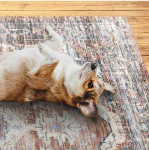 כלב שובב? אנחנו בעד!