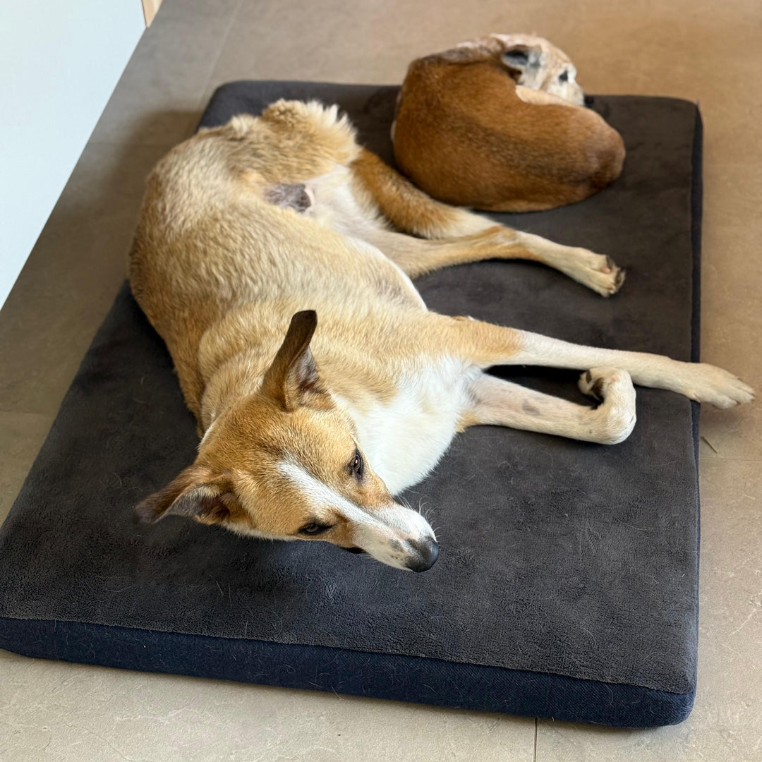 מזרן פנדה לכלבים