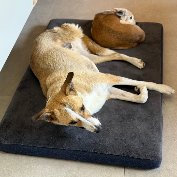 מזרן פנדה לכלבים